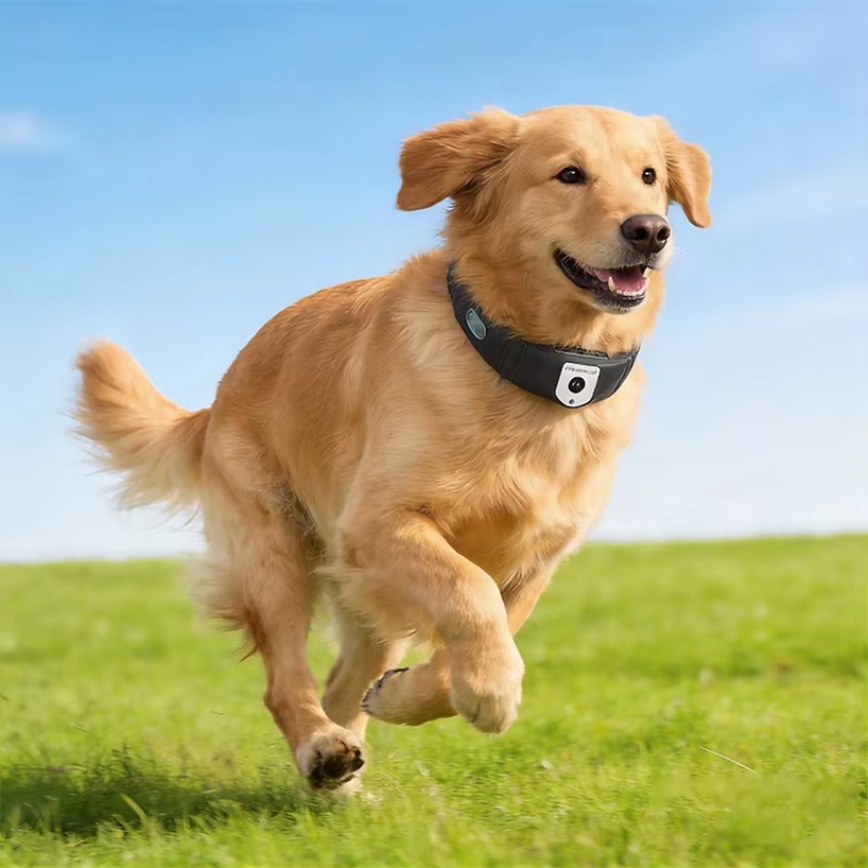 APP Controlled High Accuracy D - đánh giá và giá Outdoor Hunting Dog Collar