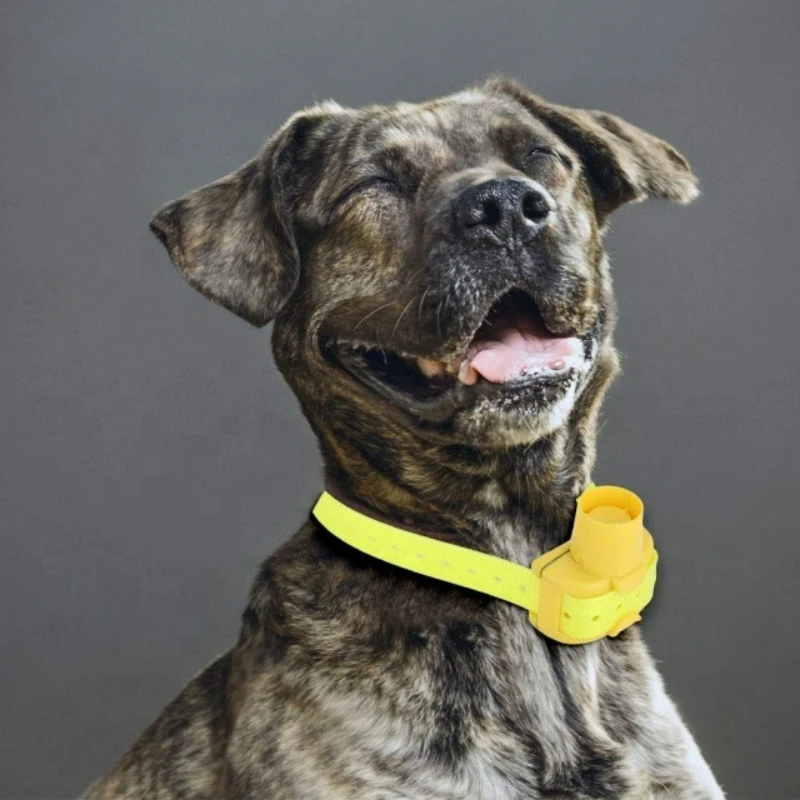 Updated Outdoor Hunting Dog Be - đánh giá và giá Outdoor Hunting Dog Collar