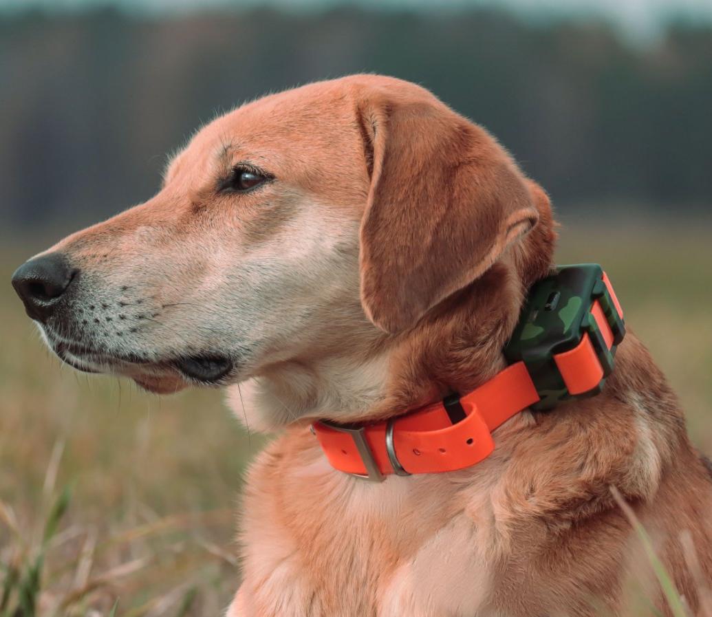 ICAR IK122M 2000mah Dog GPS Co - đánh giá và giá Outdoor Hunting Dog Collar