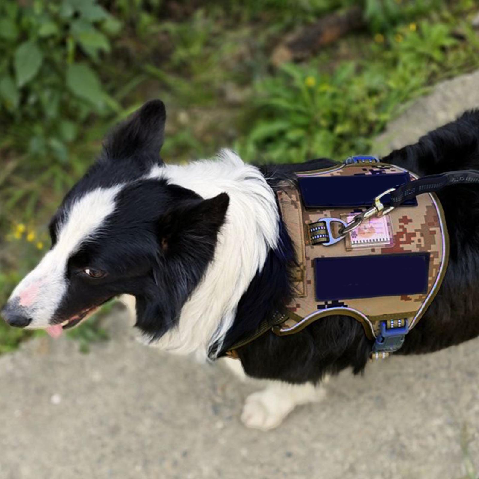 Dog Harness Metal Buckle Dog T - đánh giá và giá Outdoor Hunting Dog Collar