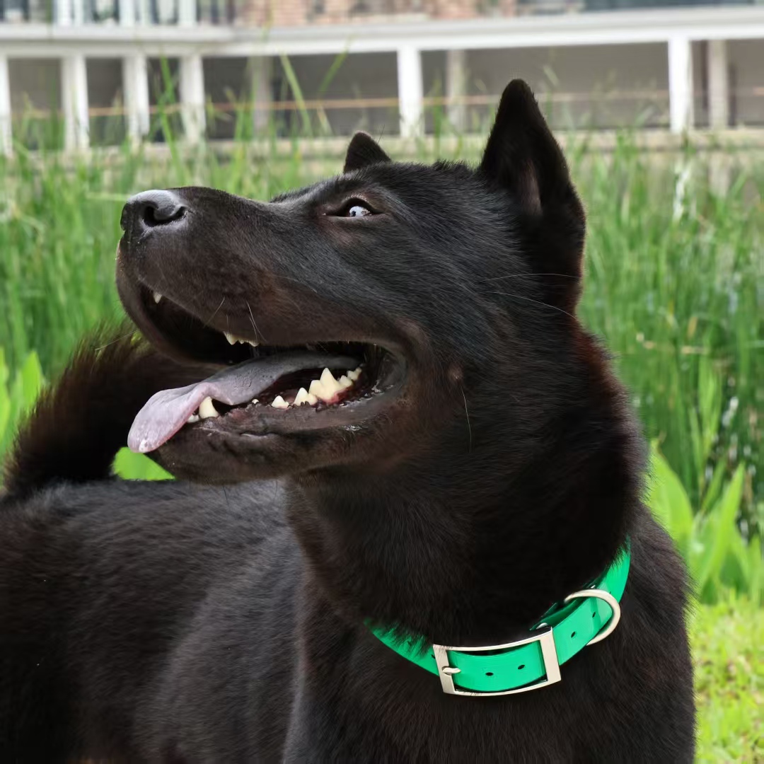 2.5cm Wide Heavy Duty TPU Dog  - đánh giá và giá Outdoor Hunting Dog Collar